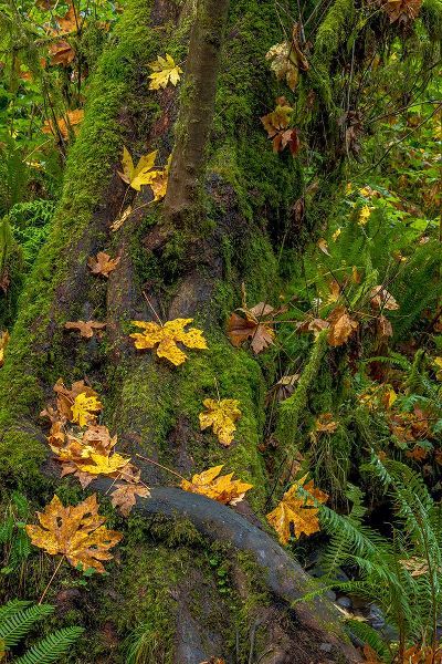 Haney, Chuck 아티스트의 Bigtooth Maple leaves in autumn along Munson Creek near Tillamook-Oregon-USA작품입니다.